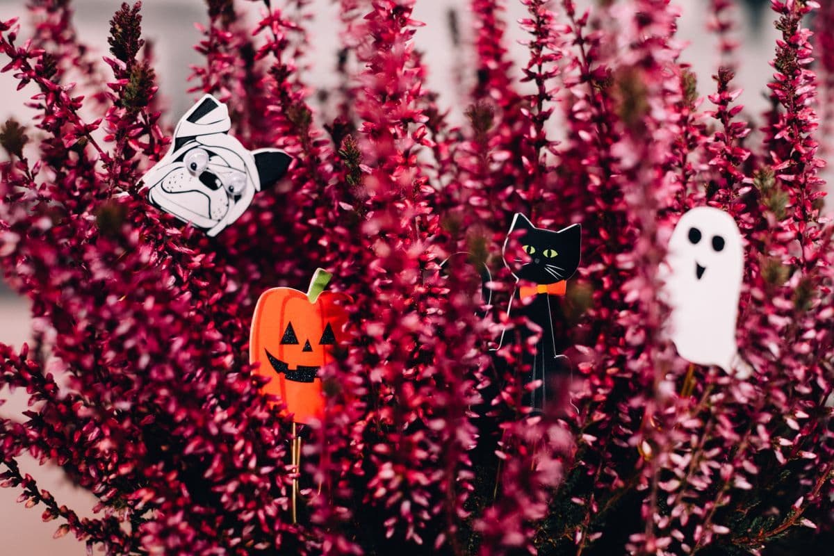 13 Tanaman Halloween Unik untuk Dekorasi Rumah