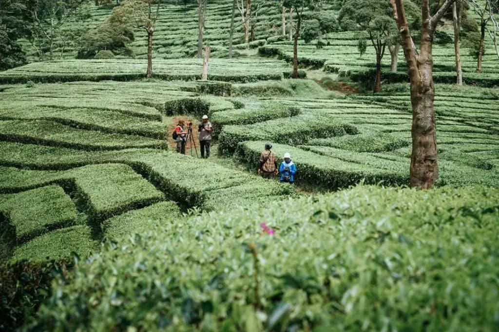 Track 11 Sukawana: Jalur Hiking yang Wajib Dicoba Si Petualang!