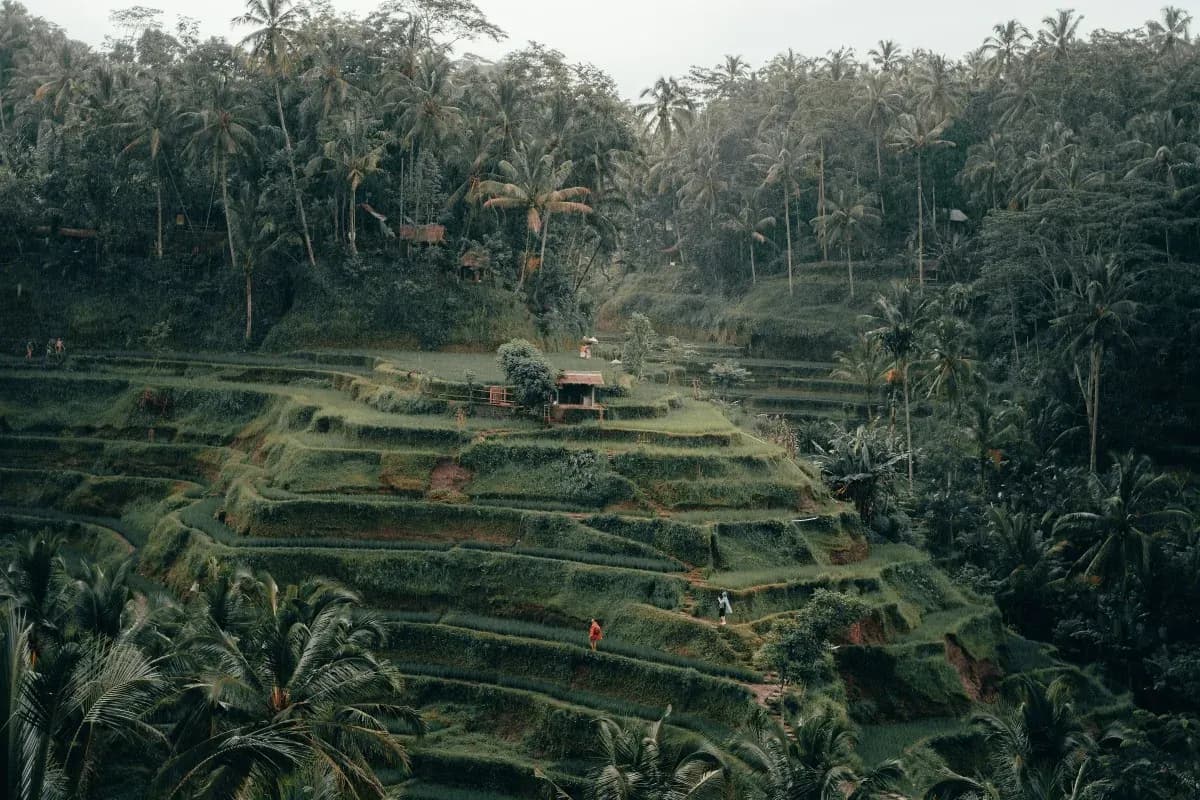 6 Spot Trekking di Ubud dengan View Sawah