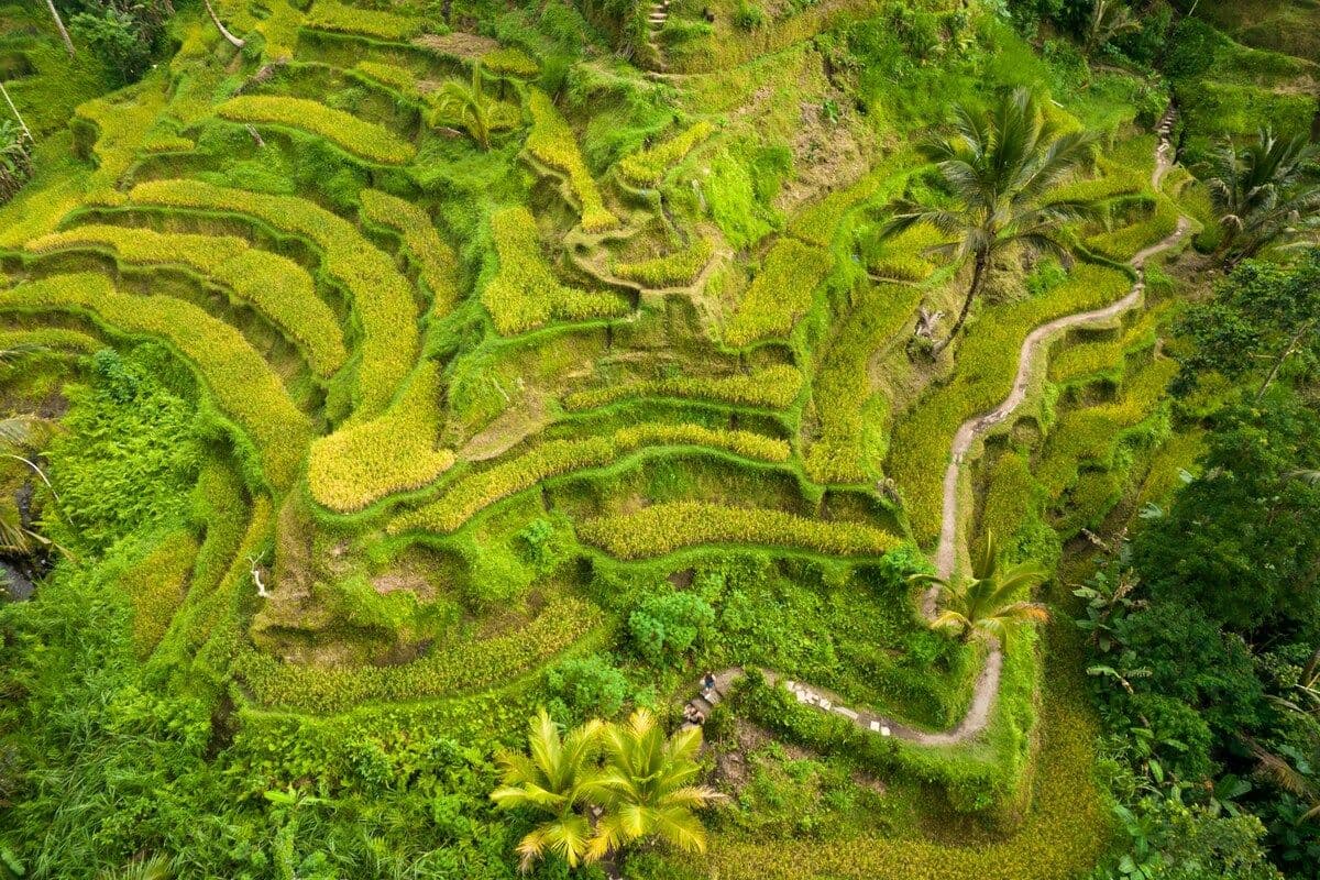 Exploring Tegalalang: A Guide to Ubud’s Iconic Rice Terrace