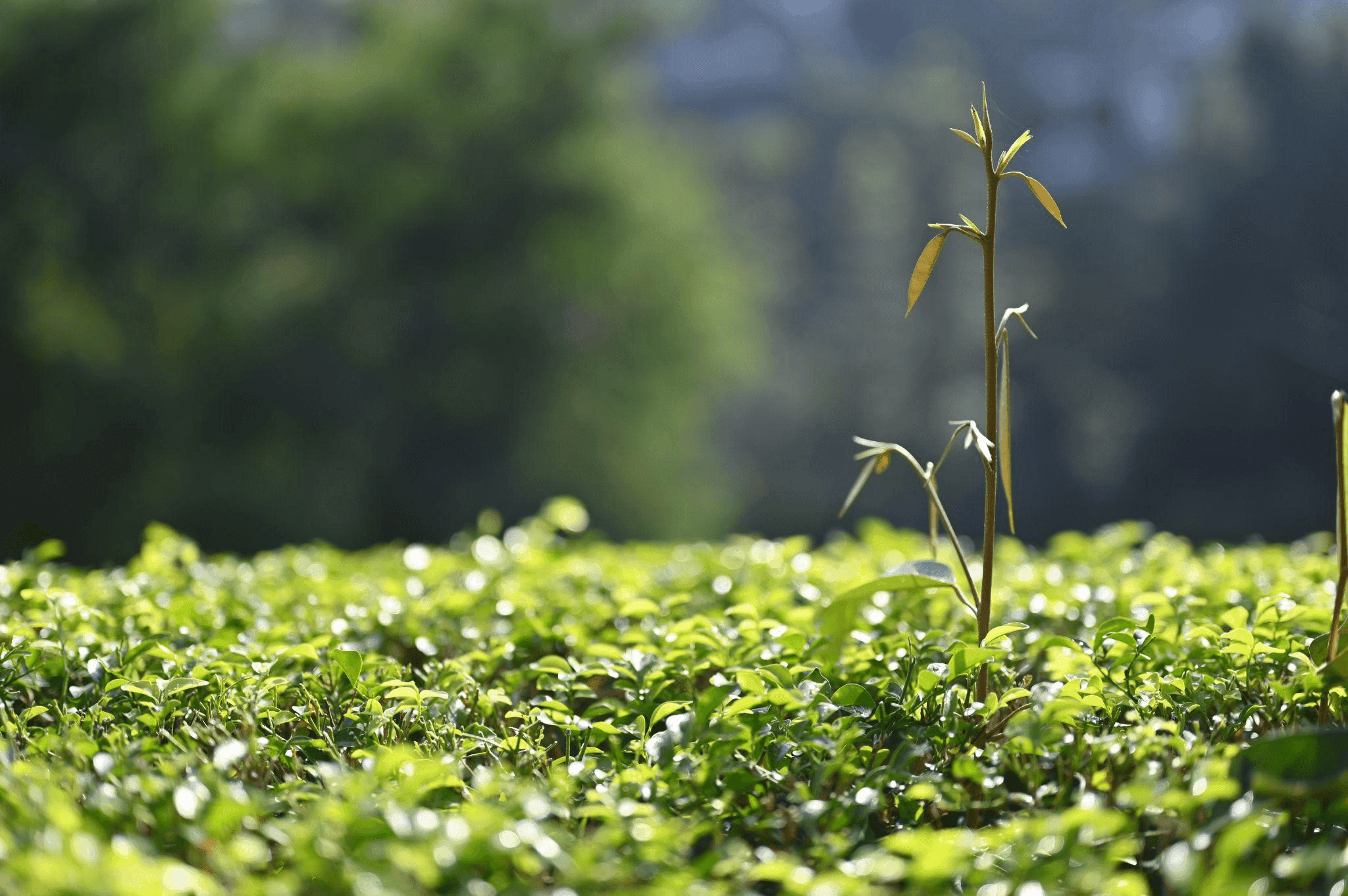24 Jam di Sukawana Lembang Ngapain Aja?