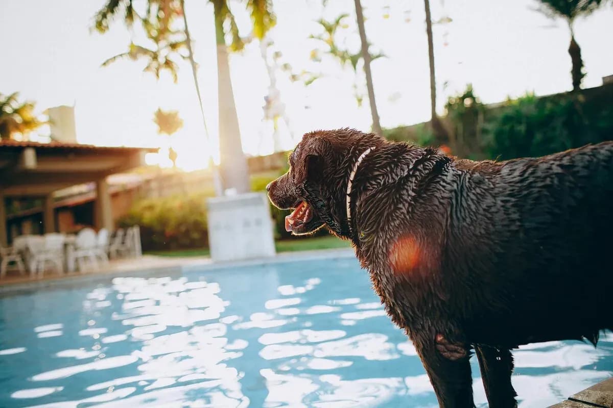 8 Hotel Pet Friendly Bali Ternyaman untuk Hewan Peliharaan