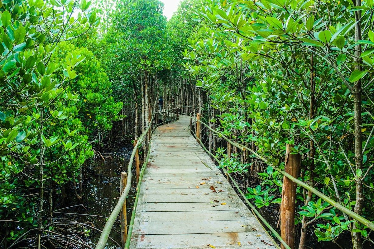 Pusat Mangrove Graha Indah di Kalimantan Timur