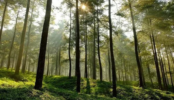 Nikmati Secangkir Kopi Di Kafe-Kafe Tersembunyi Dalam Hutan Ini