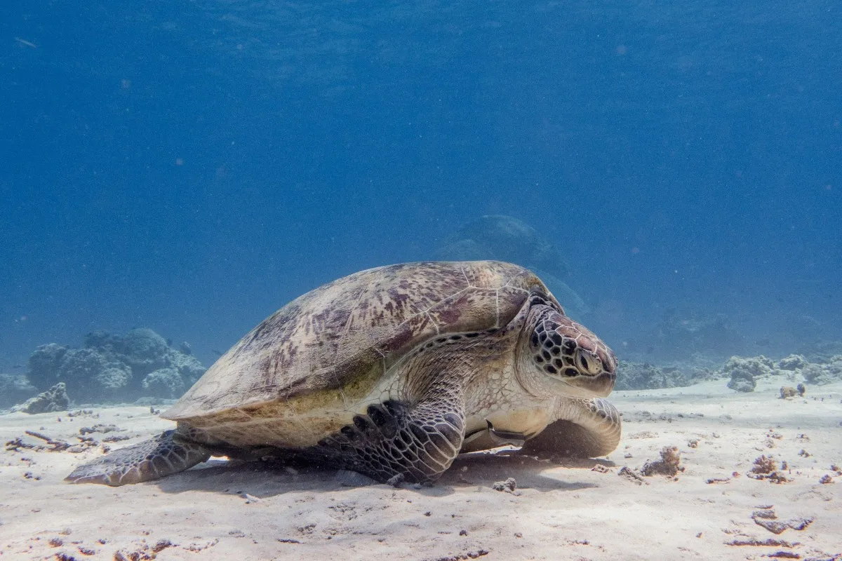 wisata gili trawangan penyu