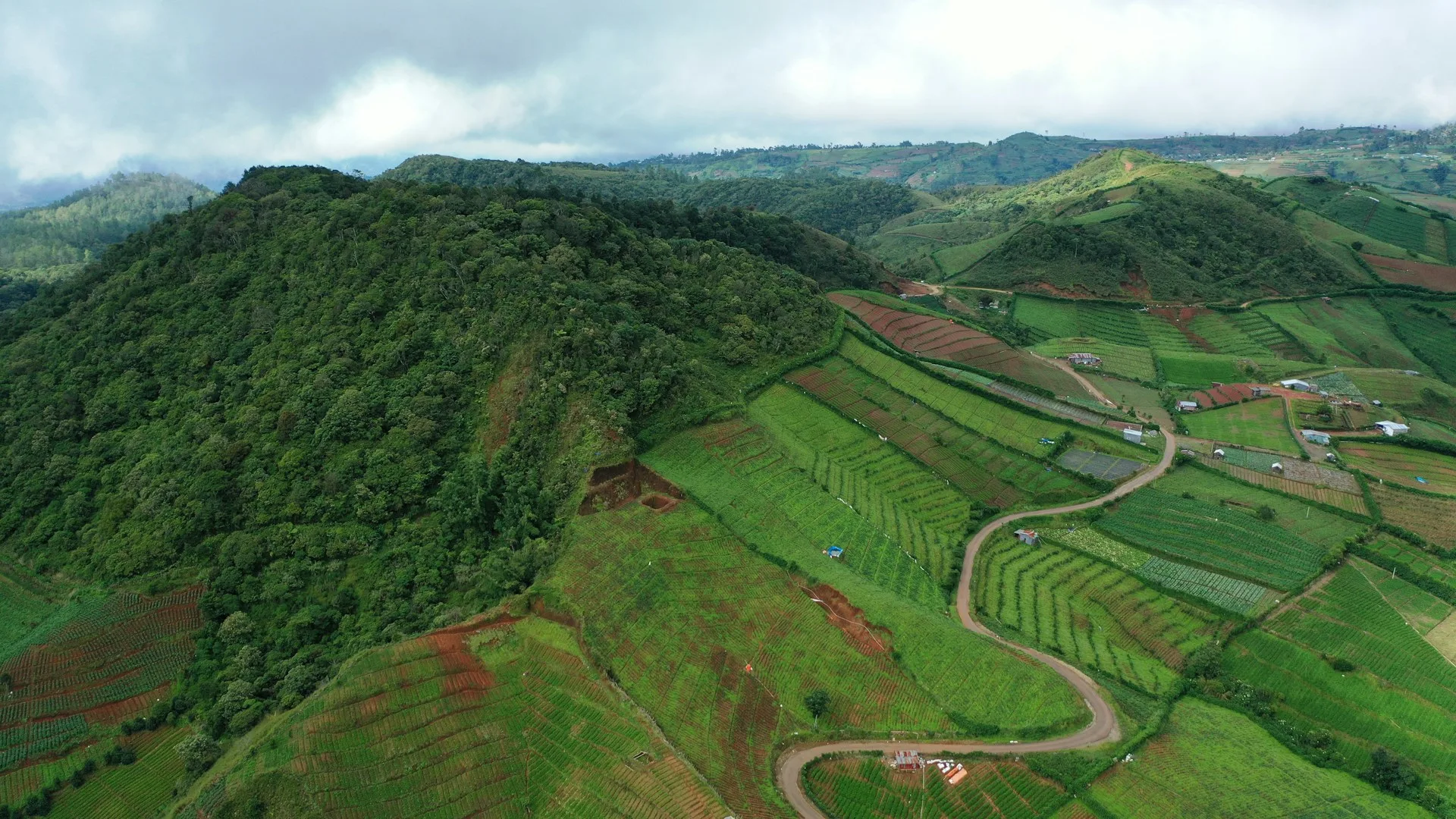 bukit kuneer kebun teh wonosari