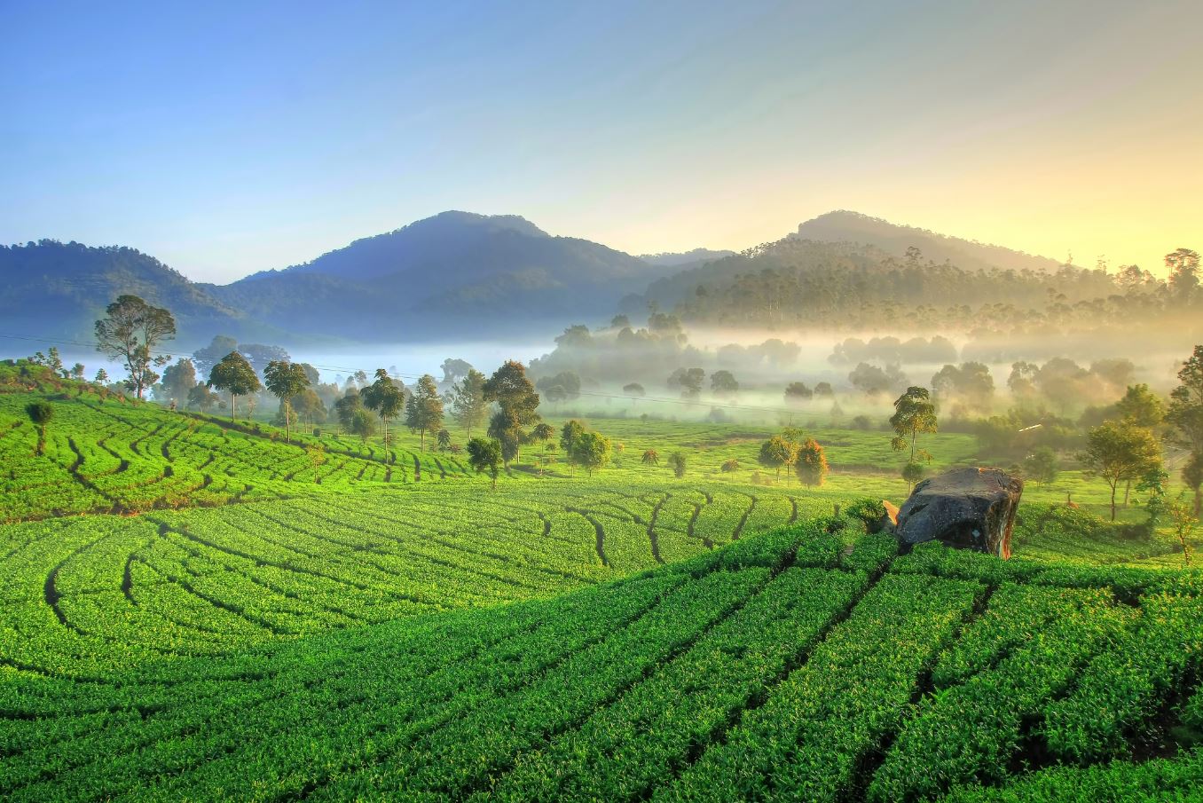 kebun teh ranca bali, tempat prewedding di bandung