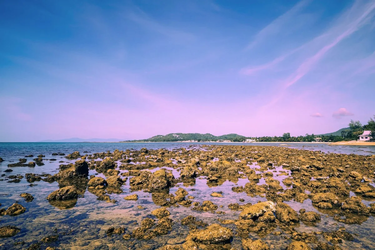 pantai pink lombok