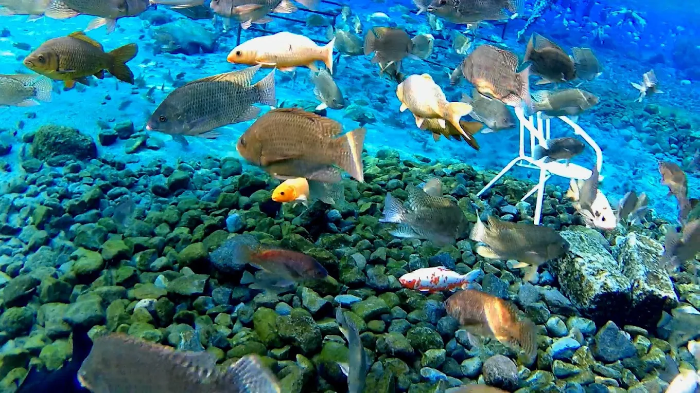 snorkeling umbul ponggok klaten