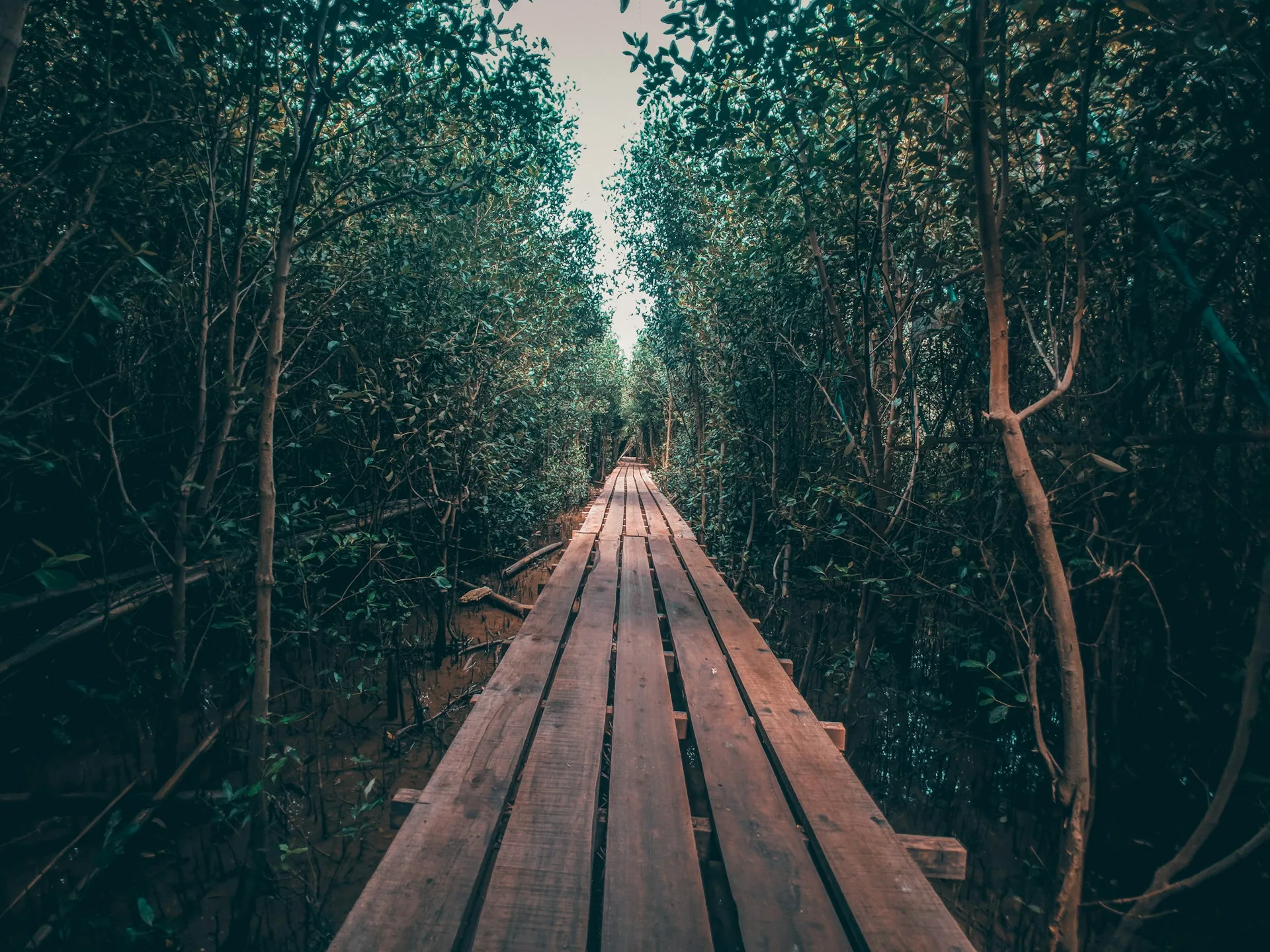 wisata alam hutan mangrove wonorejo