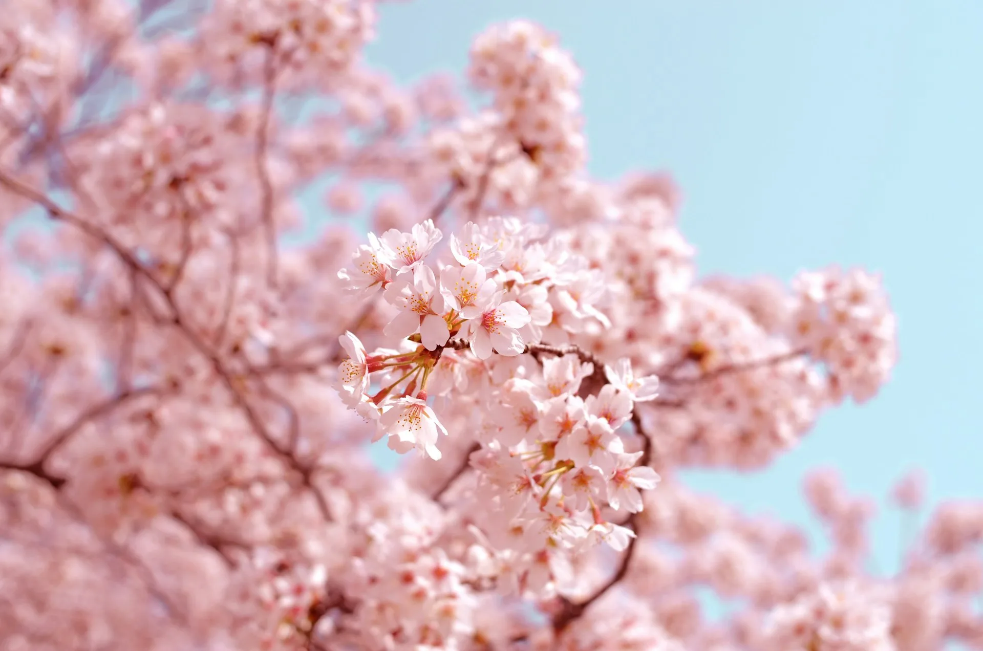 istana sakura