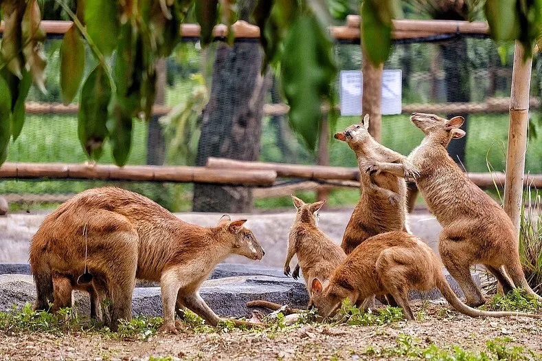 bermain ke taman satwa taru jurug