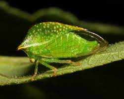 Branch-backed treehopper
