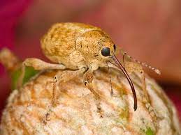 Kumbang filbert
