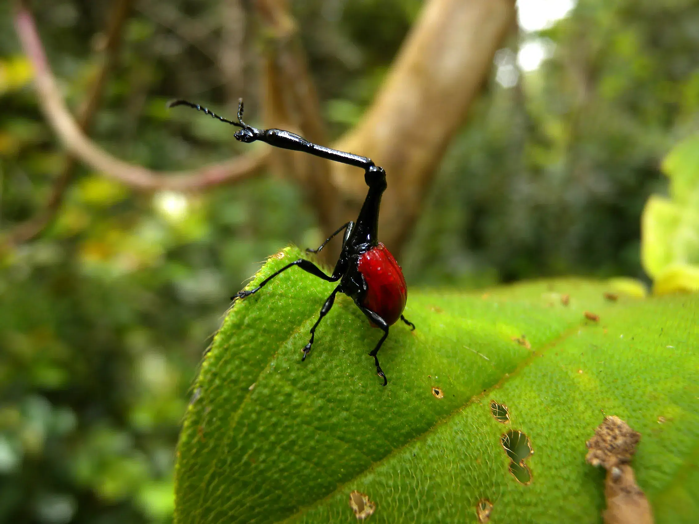 Kumbang jerapah