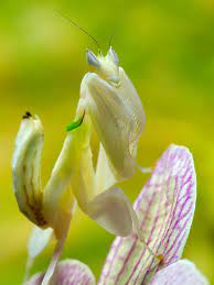 Mantis Bunga