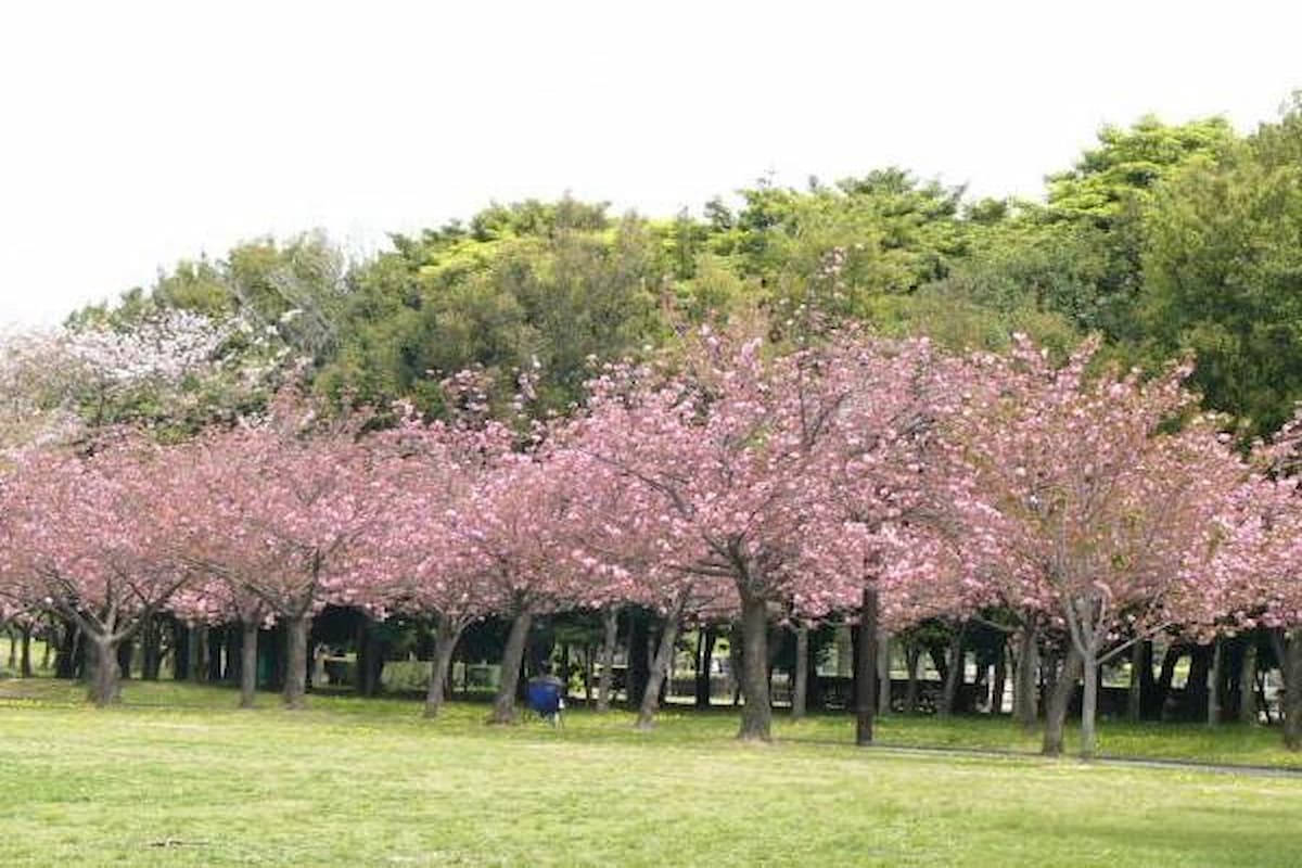 Taman Sakura