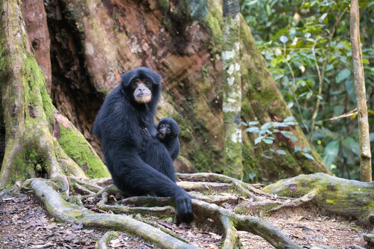 taman nasional leuser