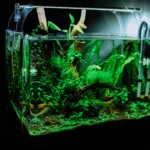 ide aquascape