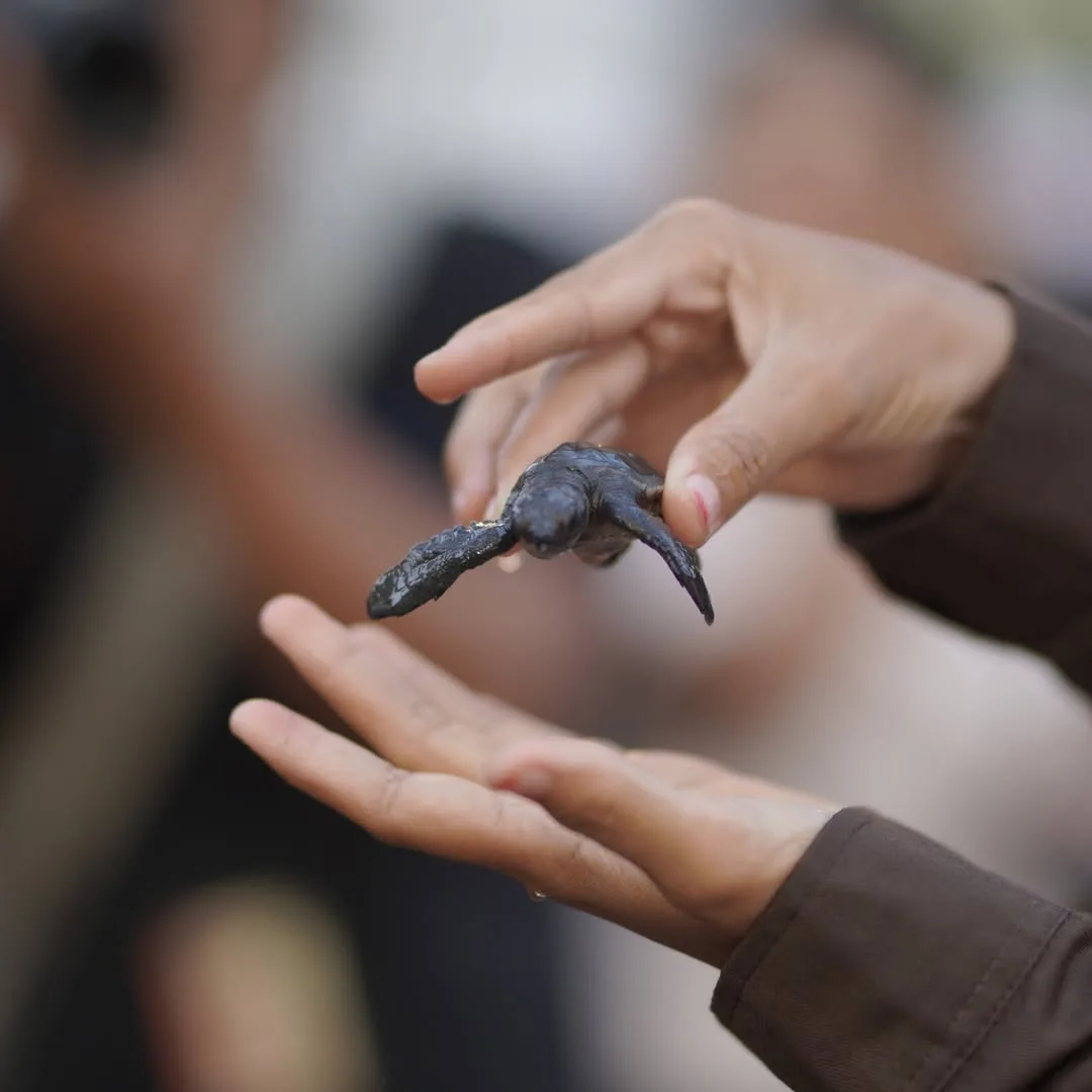 konservasi penyu goa cemara