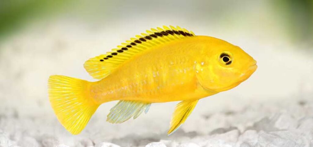 Ikan Lemon