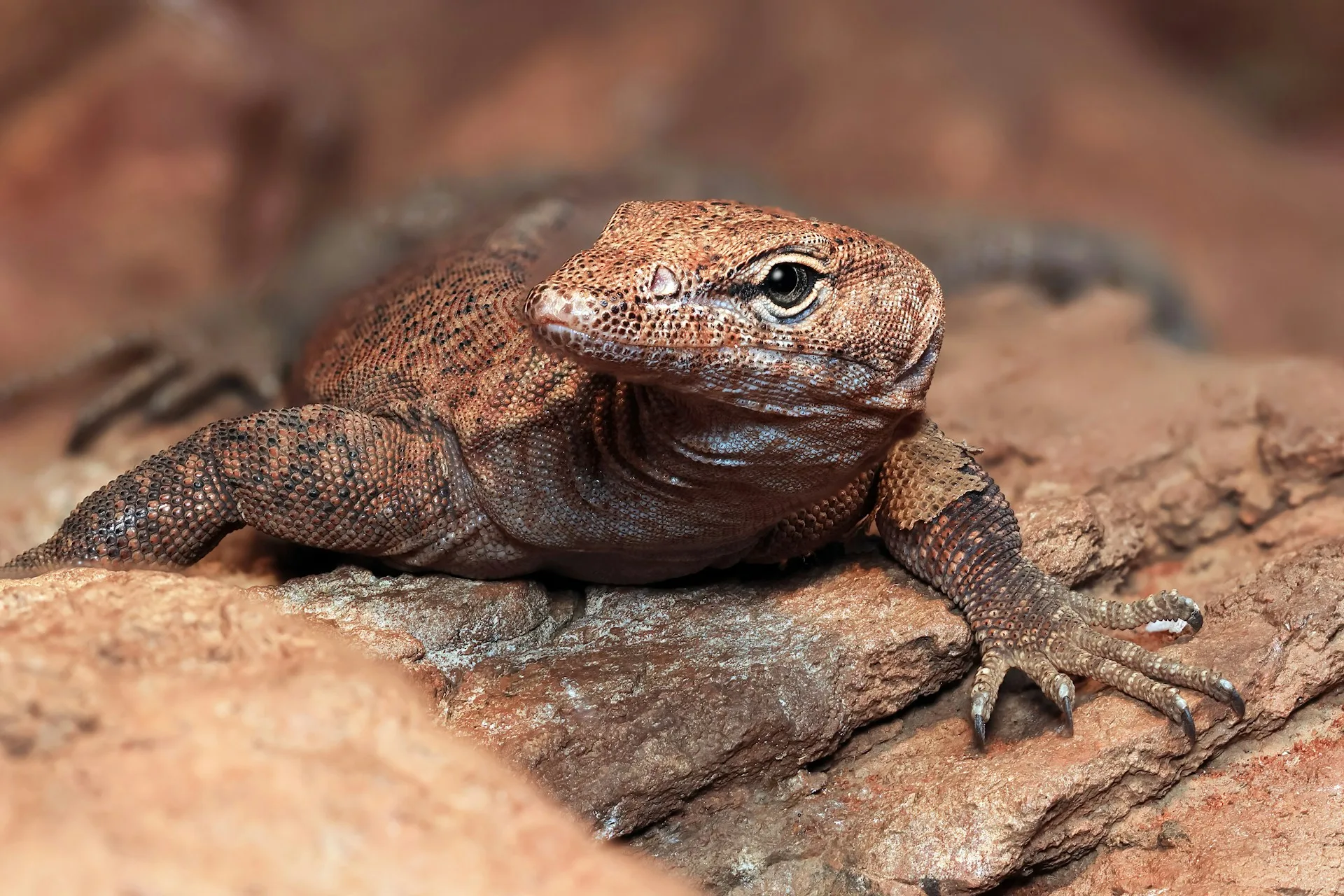 rekomendasi reptil untuk pemula