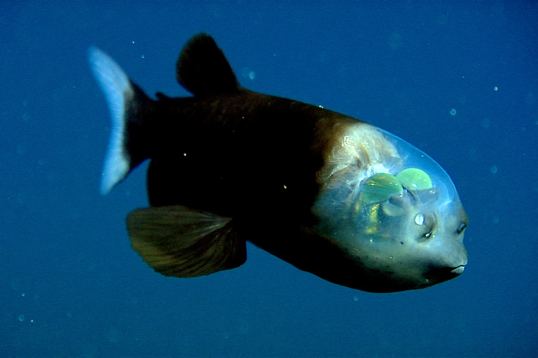 Barreleye (Macropinna microstoma)