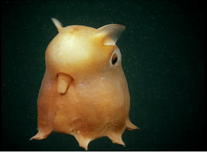 Dumbo octopus
