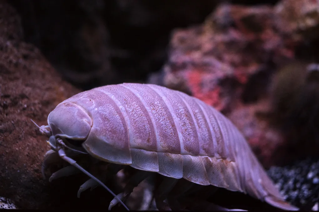 Giant Isopod