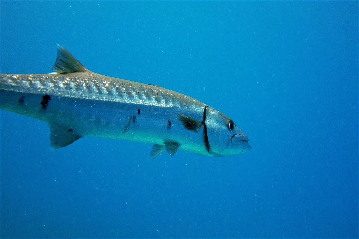 barracuda, hewan dasar laut