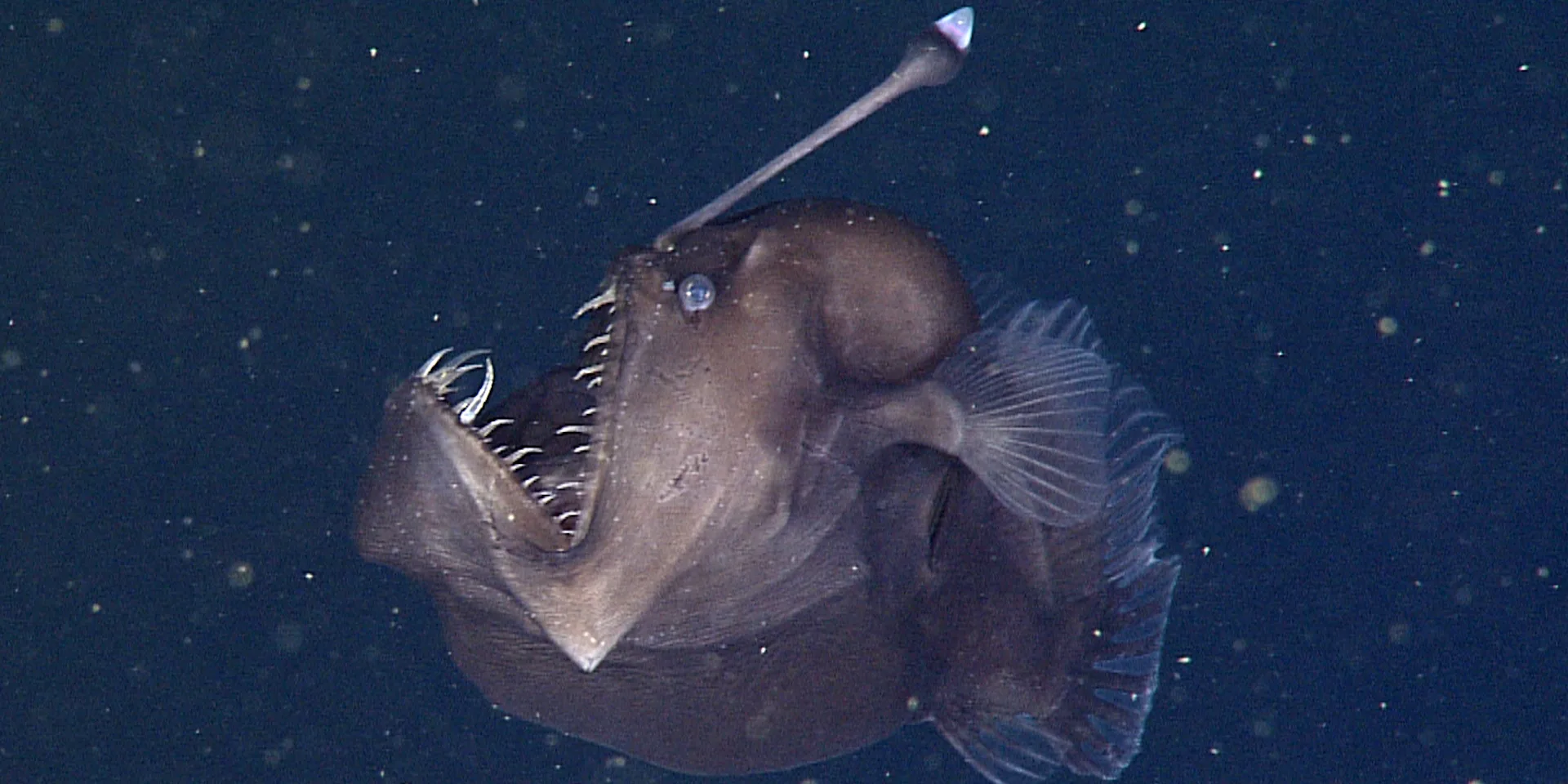 Black Sea Devil (Melanocetus sp)