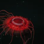 deep sea crown jelly