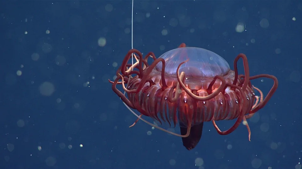 deep sea crown jelly
