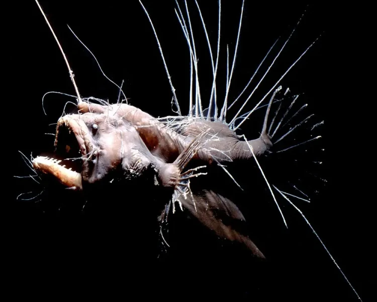 humpback anglerfish, hewan dasar laut