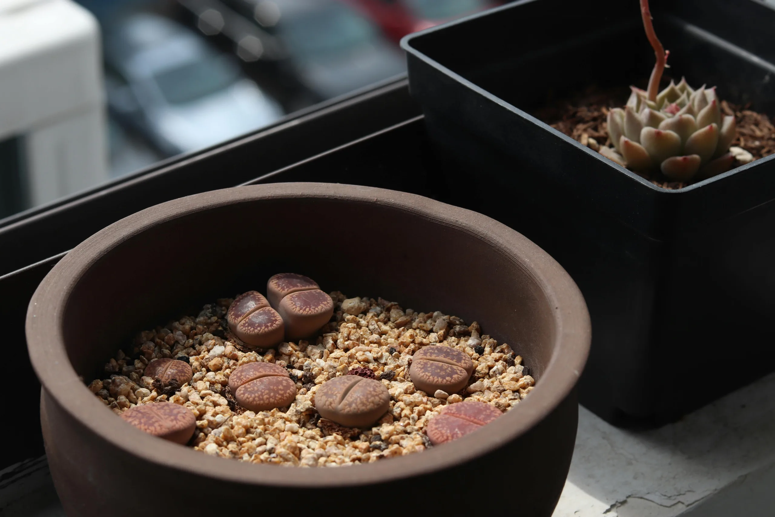 kenalan dengan lithops si batu hidup