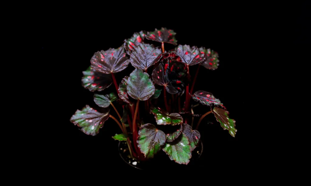 begonia rex