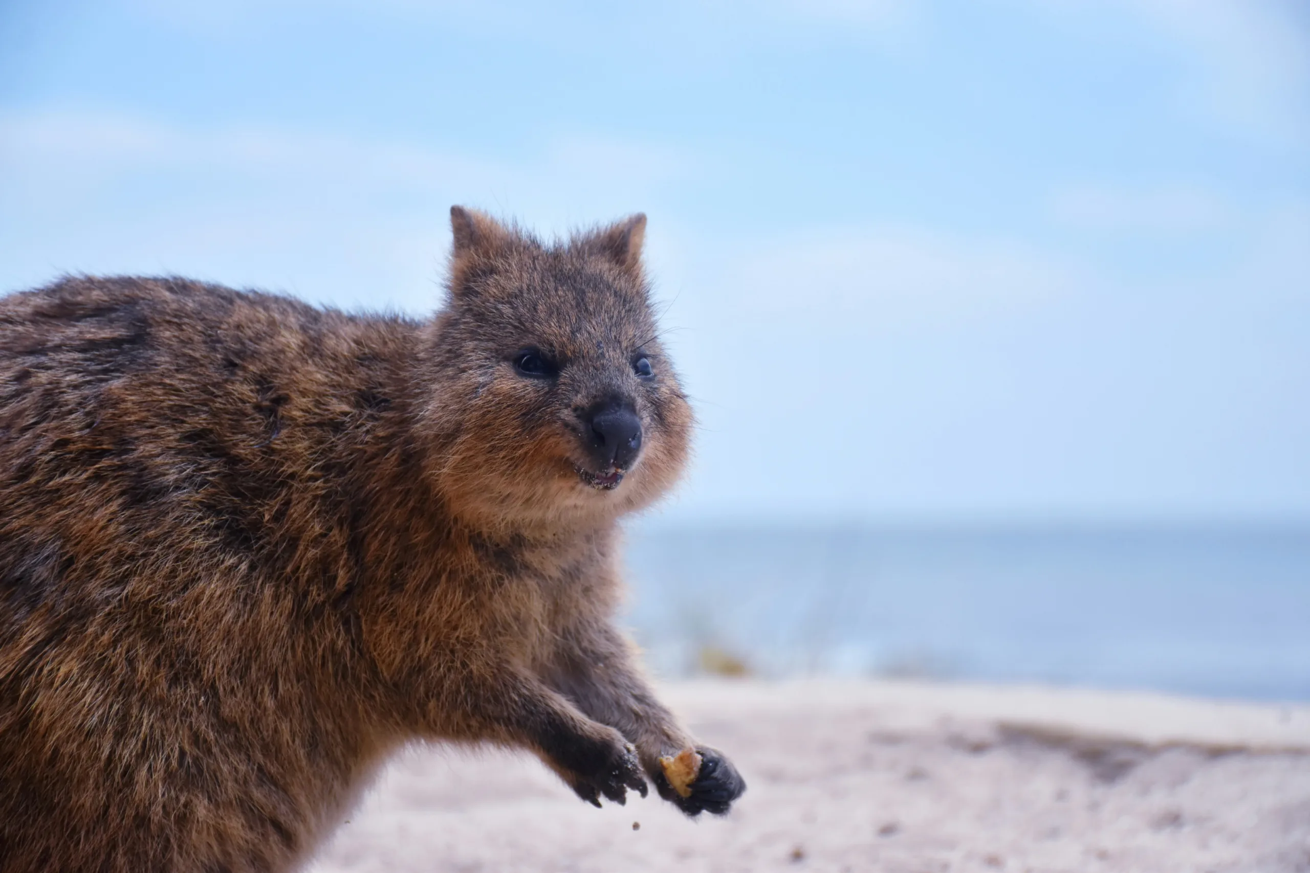 fakta tentang hewan quokka