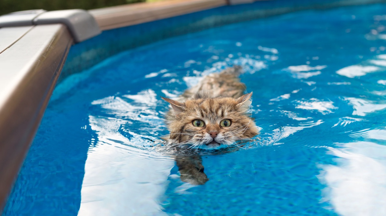 jenis kucing suka main air