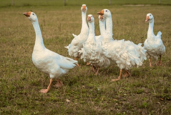 fakta foie gras