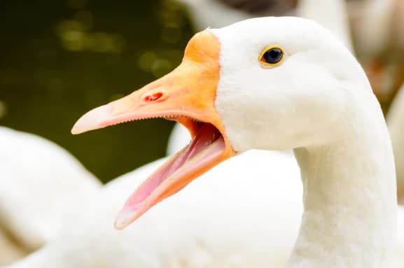 fakta foie gras