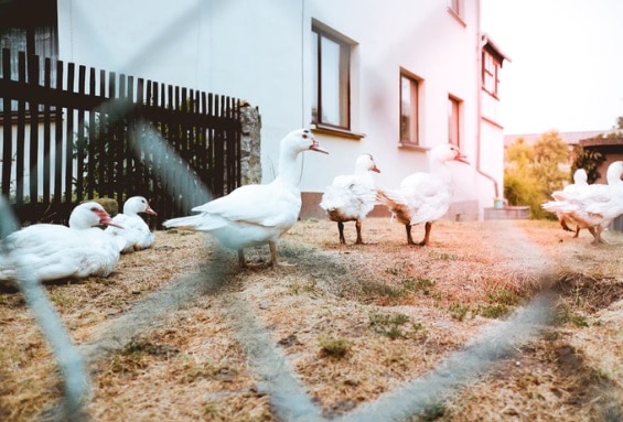 fakta foie gras