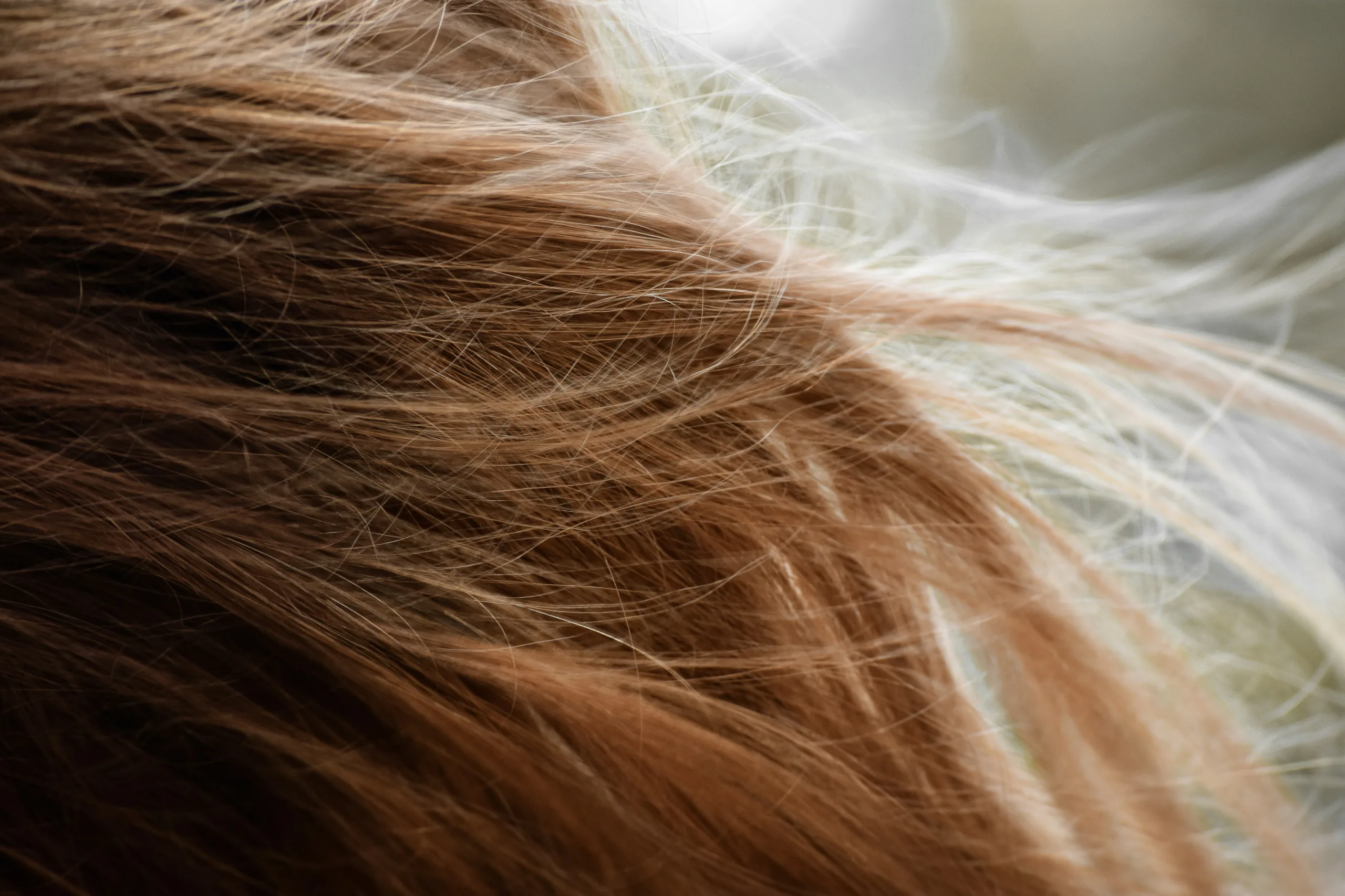 cara mencegah rambut bercabang