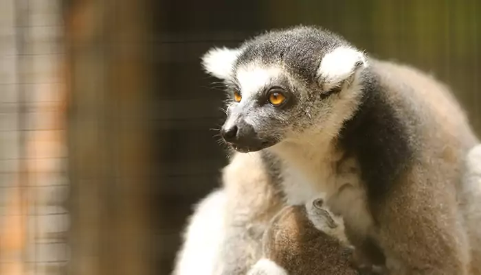 taman safari indoensia