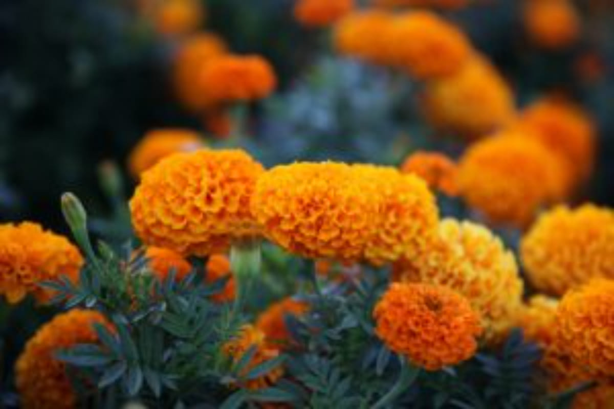 Ini Dia Fakta Bunga Marigold, Bunga Kelahiran Bulan Oktober