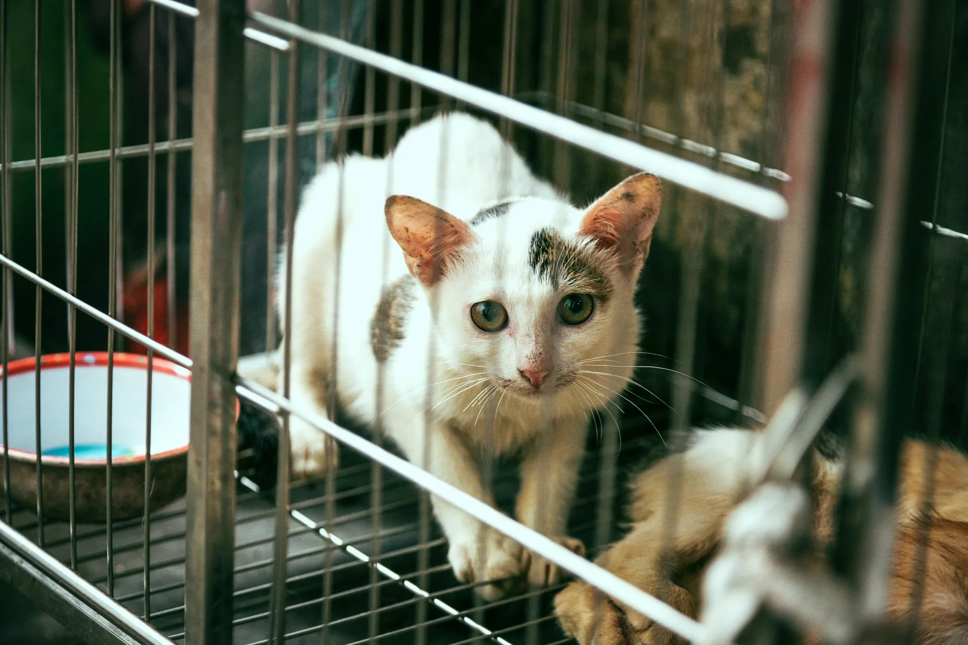 cara membawa kucing naik pesawat