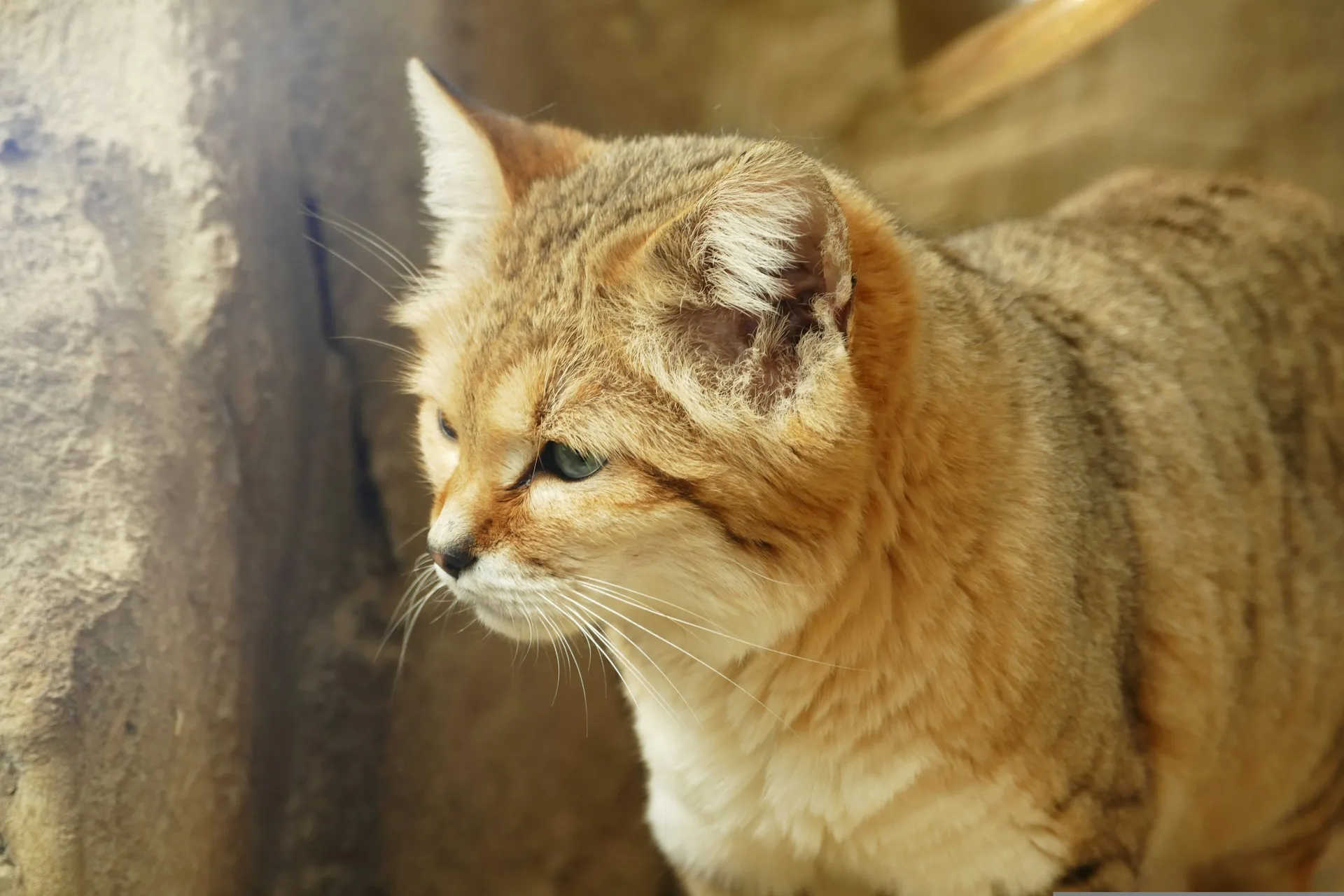 fakta kucing sand cat