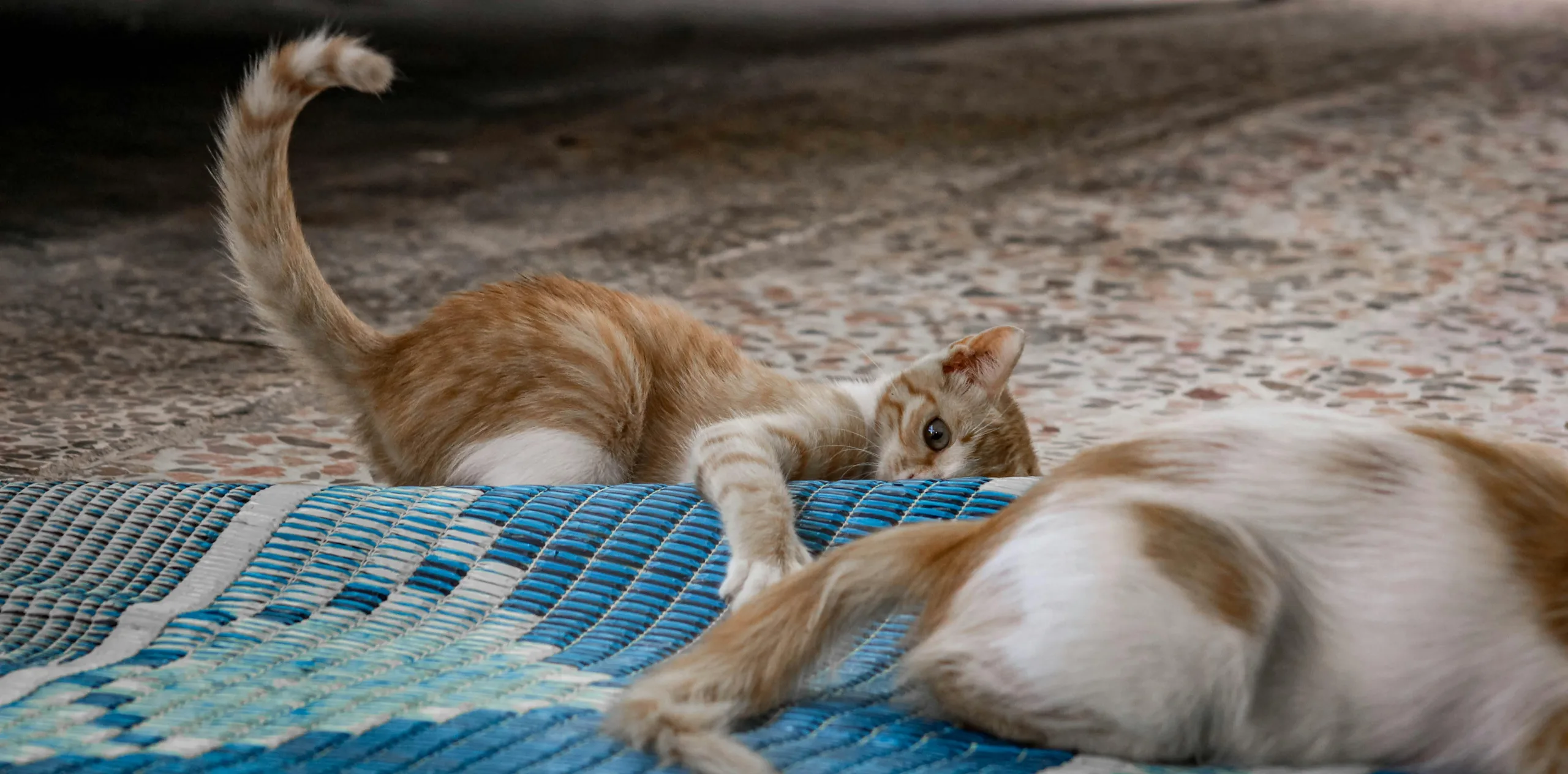 makna gerakan ekor kucing