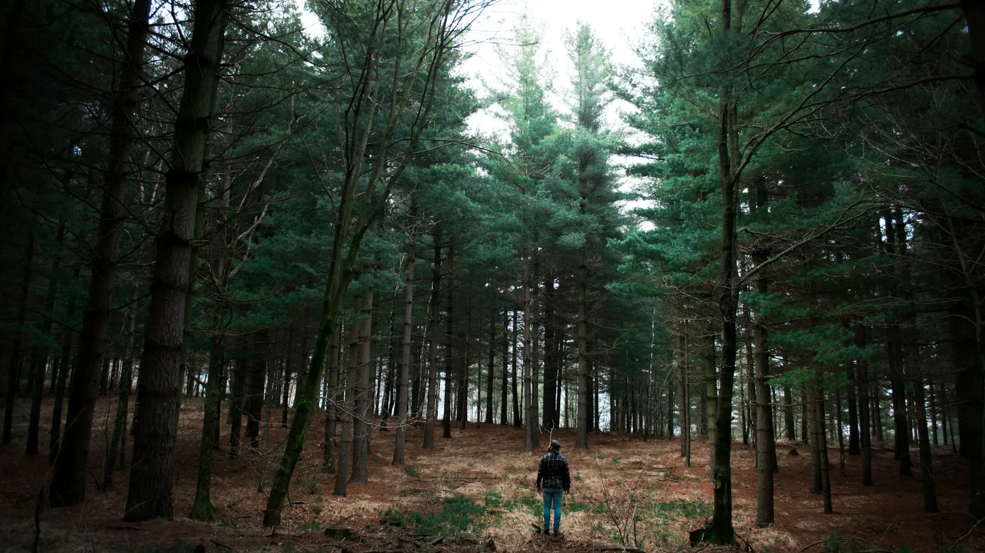 hutan pinus limpakuwus baturraden