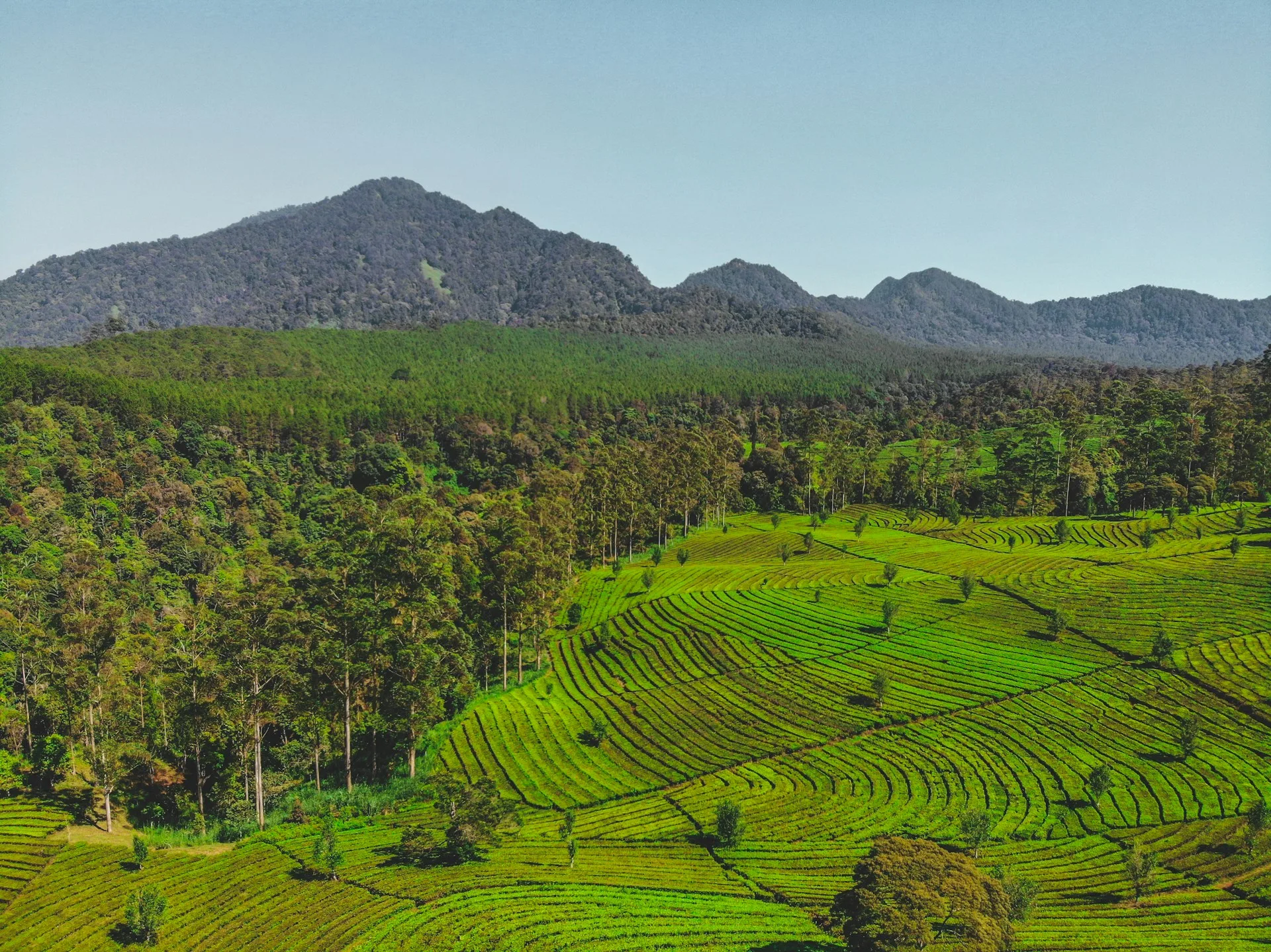 5 kebun teh terindah indonesia