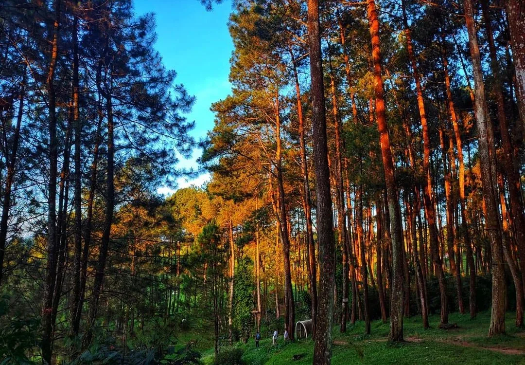 keindahan hutan pinus rahong